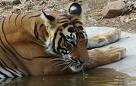 tigri india